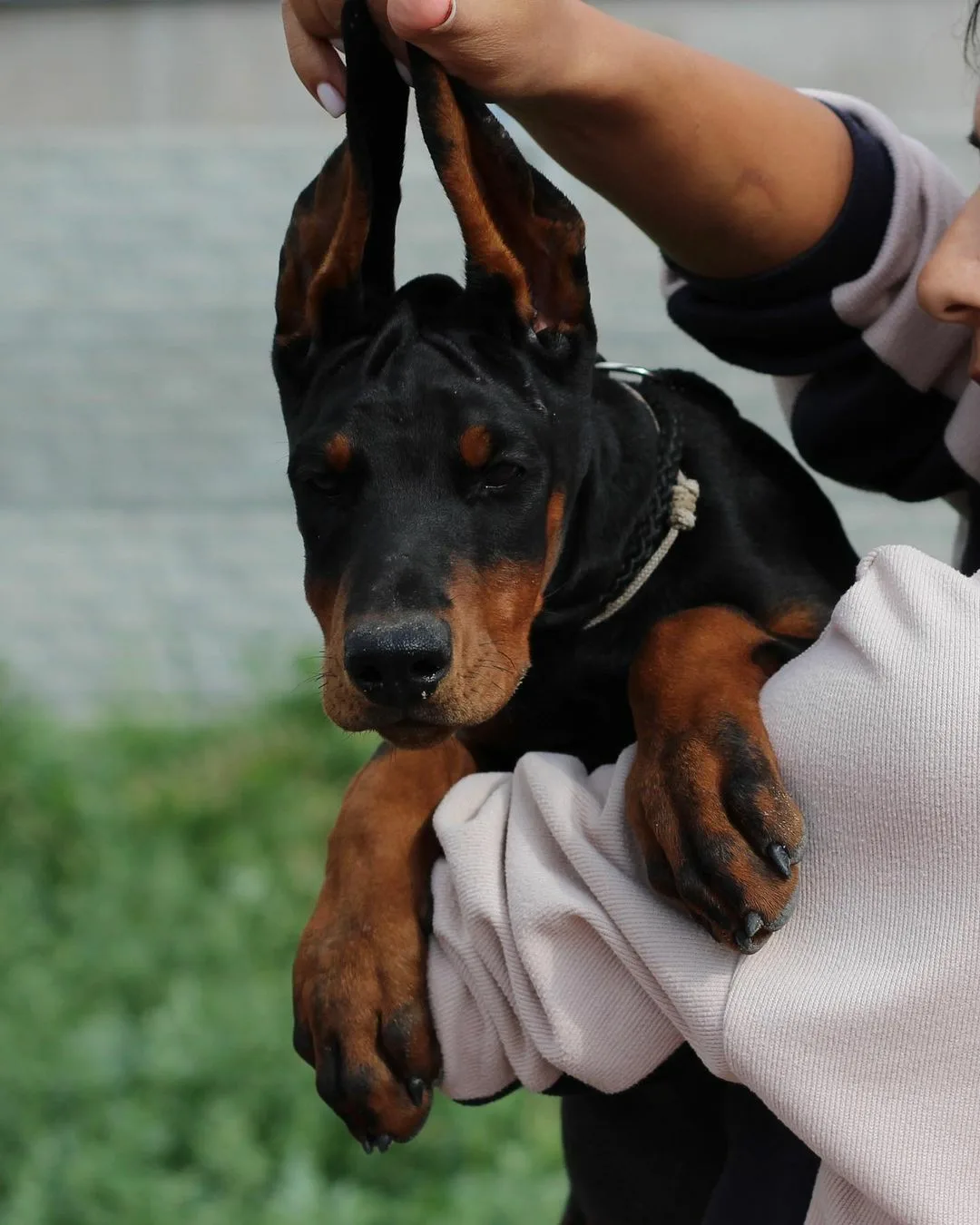 Finding a Reputable Doberman Breeder: Questions to Ask and Red Flags to Watch For